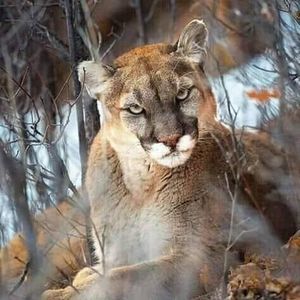 Meet your Posher, Nelson